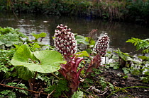 Butterbur (Petasites hybridus), female flowers on bank of River Wandle, Croydon, London, England, UK. March.