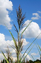 Common reed (Phragmites australis). South West London, England, UK. August.