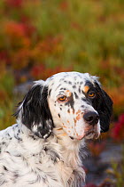 English setter, head portrait, Guilford, Connecticut, USA. October.