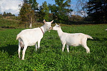 Saanen dairy goat doe and kid in field, Connecticut, USA. October.
