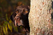 German shorthair pointer head looking out from behind tree, Connecticut, USA. October.