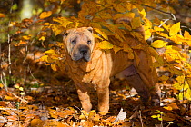 Chinese Shar-Pei standing in autumn leaves, Cockaponset State Forest, Connecticut, USA. November.