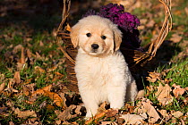 Golden retriever puppy sitting dried leaves near basket of flowers in autumn, Connecticut, USA. November.