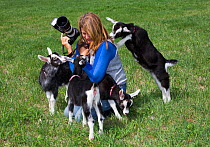 Saanen dairy goat kids playing with photographer, Connecticut, USA, May. Model released.