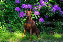 Doberman pinscher with cropped ears sitting in Rhododendron flowers, Connecticut, USA. May.