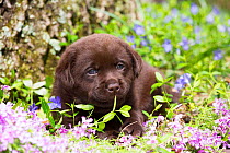 Chocolate Labrador retriever pup lying in Phlox and Paccasandra flowers, Connecticut, USA. May.