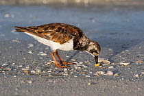 Ruddy turnstone (Arenaria interpres) opening and eating Coquina Clam, Tierra Verde, Florida, USA. July.