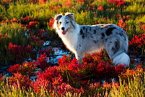 Australian shepherd dog standing in salt marsh with Red glasswort; Connecticut, USA. October.