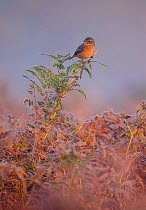 European stonechat (Saxicola rubicola) female perched on frost-covered bracken. London, England, UK, October.