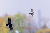 Carrion crow (Corvus corone) chasing Eurasian sparrowhawk (Accipiter nisus). London, England, UK, November. Cropped