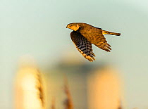 Eurasian sparrowhawk (Accipiter nisus), in flight over marshland. London, England, UK, December. Cropped