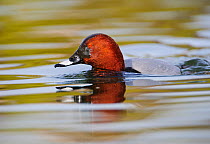 Pochard (Aythya ferina) drake swimming after surfacing from a dive for food. London, England, UK. March