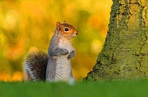 Grey squirrel (Sciurus carolinensis) stood upright on short grass. London, England, UK. March.