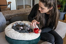 Emily Small, founder of Goongerah Wombat Orphanage, wildlife rescuer and carer, applies PawPaw ointment (a product made for skin from fermented papaw fruit), to the feet of rescued baby bare-nosed wom...
