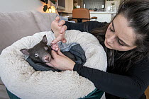 Emily Small, founder of Goongerah Wombat Orphanage, wildlife rescuer and carer, applies PawPaw ointment (a product made for skin from fermented papaw fruit), to the feet of Bronson, Bare-nosed wombat...