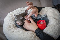 Emily Small, founder of Goongerah Wombat Orphanage, wildlife rescuer and carer, applies PawPaw ointment (a product made for skin from fermented papaw fruit), to the feet of Bronson, Bare-nosed wombat...