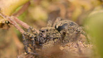 Female Wolf spider (Pardosa) moving its mouth parts, Bristol, England, UK, May.
