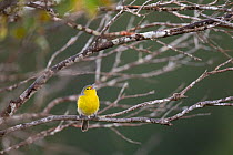 Oriente warbler (Teretistris fornsi) singing in Humboldt National Park. Endemic species to Cuba.