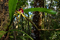 Black orchid (Prosthechea cochleata) near Cupeyal del Norte, Humboldt National Park, Guantanamo, Cuba