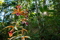Wild orchid near Cupeyal del Norte in Humboldt NP, Guantanamo, Cuba