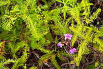 Fern and wild orchid (Bletia sp.) in Cupeyal del Norte sector, Humboldt National Park, Cuba.