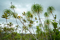 Moa dragon tree (Dracaena cubensis) in schlerophyllous low forest (charrascal) along the coast near Yamaniguey, Cuba.