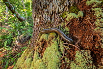 Giant millipede (Rhinocricus sp.) in woodland near Bahia de Taco, Humboldt National Park, Cuba