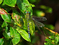 Migrant hawker dragonfly (Aeshna mixta) resting on leaves, Ham Wall RSPB Reserve, Avalon Marshes, Somerset Levels and Moors, England, UK, August.