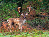 Fallow deer (Dama dama) buck on grassland by Brinken Wood, New Forest National Park, Hampshire, England, UK, October.
