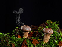 Stump puffball (Lycoperdon pyriforme) releasing spores, Ringwood, Hampshire, England, UK, November.