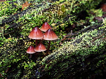 Burgundy drop bonnet fungi (Mycena haematopus) small group growing on rotting wood, Mark Ash Wood, New Forest National Park, Hampshire, England, UK, October.