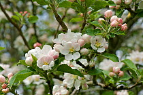 Blossom on a Discovery apple tree in a spring garden, Devon, May