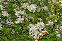 Blossom on a Discovery apple tree in a spring garden, Devon, May