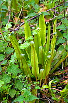 Hart&#39;s tongue fern (Asplenium scolopendrium) with leaves unfurling in spring, Devon, May