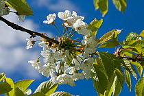 Cherry (Prunus avium) blossom in spring with young leaves against a blue sky with white cloud, Devon, May