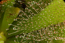 Insectivorous leaves and sticky leaf hairs of a Sundew (Drosera aliciae)