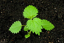 Seedling Stinging nettle (Urtica dioica) perennial stinging weed of gardens, wasteground and hedgerows with several true leaves