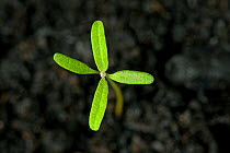 Fat hen (Chenopodium album) seedling with cotyledons and two true leaves forming - an annual arable and garden weed