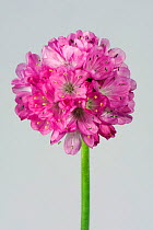 Thrift flower (Armeria maritima) a flowering garden rock plant