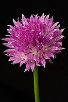 Chive (Allium schoenoprasum) flower, a kitchen herb of the onion family