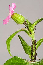Campion aphids (Brachycaudus lychnidis) colony on flowering Red campion (Silene dioica) host Devon, England, UK.