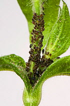 Campion aphids (Brachycaudus lychnidis) colony on flowering Red campion (Silene dioica) host Devon, England, UK. June.