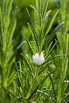Cuckoo spit on on a Rosemary bush caused by a Froghopper nymph (Philaenus spumarius), Devon, June