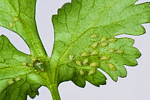 Glasshouse potato aphids (Aulacorthum solani) infestation on kitchen herb, coriander, leaf, Devon, June
