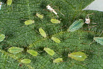Stinging nettle aphids (Microlophium carnosum) infestation on a Stinging nettle (Urtica dioica) leaf, Devon, June