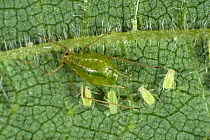 Stinging nettle aphids (Microlophium carnosum) apterous female and immatures on a Stinging nettle (Urtica dioica) leaf, Devon, June