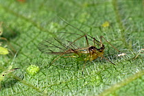 Stinging nettle aphid (Microlophium carnosum) winged alate on a Stinging nettle (Urtica dioica) leaf, June, Devon
