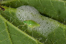 Cuckoo spit on a Stinging nettle leaf with a green Froghopper nymph (Philaenus spumarius) on stinging nettle leaf, Devon, June