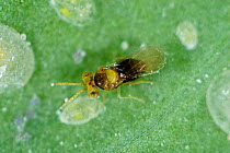 Parasitoid wasp (Encarsia tricolor) used for biological control with larval scales of cabbage whitefly (Aleyrodes proletella)