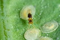 Parasitoid wasp (Encarsia tricolor) laying eggs, ovipositing in larval scales of Cabbage whitefly, (Aleyrodes proletella) pest